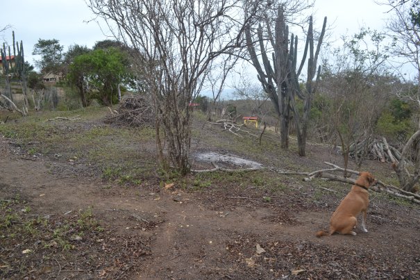 Back hill on our property